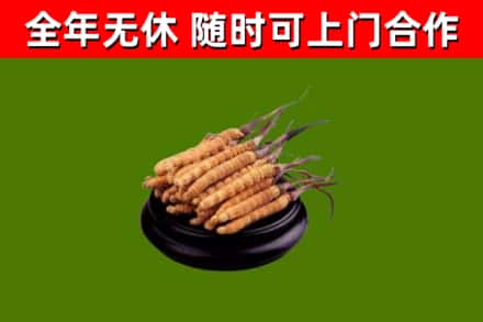 汪清回收散虫草