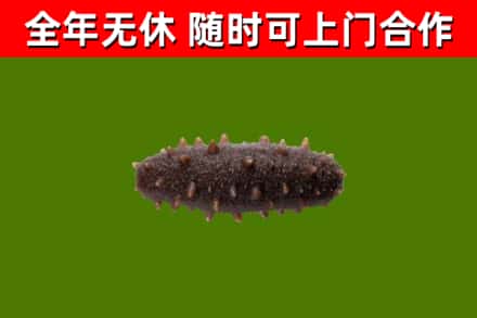 汪清回收海参干